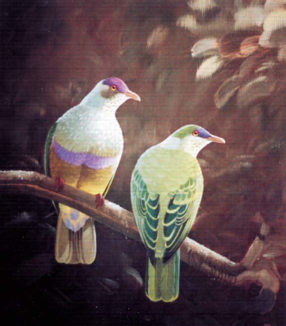 Ptilinopus huttoni